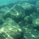 Photo: underwater photo of algae on rocks