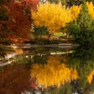 Trees in red, orange, yellow and green