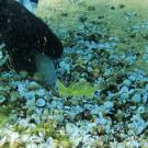 Photo: diver's hand taking up water samples from a clam bed