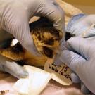 Photo: Baby Kemp's ridley gets mouth washed out