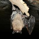 Photo: bat