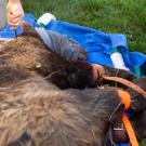 A bear is fitted with a tracking collar.