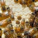 photo of a number of bees on a surface