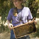 Bee scientist Sue Cobey says &lsquo;colony collapse is a complex problem.&rsquo;