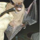 Big brown bat upclose