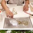 Photos (2): Student Jia Ma glues a dried plant to a board for preservation, and student Leah Drake thins a fern.