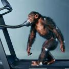photo: chimpanzee walking on treadmill