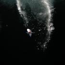 Rock cod in Antarctica