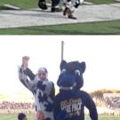 Photos (2): Rich Engel, dressed at Bossy the Cow; and Gunrock on the field and in the stands at the Nov. 2 football game.