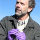 photo: man with purple plastic gloves and dead ducks