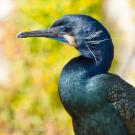 Brandts cormorant