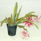 Painting: watercolor painting of a pink flower in a black pot