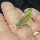 A butterfly in Art Shapiro's hand.