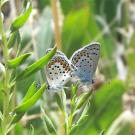 photo: two butterflies on plant
