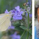 Photos (2): Cabbage white butterfly on catnip, and Professor Art Shapiro