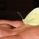 Photo: The first cabbage white butterfly of 2013