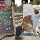 Cafe sign (with chalk writing) in front of the Mondavi Center, with Walter the cat photo superimposed on top