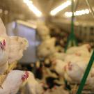 Hens inside a facility