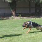 Photo: Dog goes after padded man as officer watches.