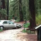Photo: Car on path in arboretum's Redwood Grove.