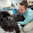 Vet examines large black dog.
