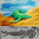 Fossil remains show the first amphibious ichthyosaur found in China by a team led by a UC Davis scientist. (Stefano Broccoli/University of Milan graphic) Its amphibious characteristics include large flippers and flexible wrists, essential for cr