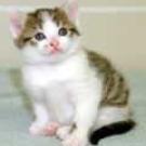 Photo: kitten