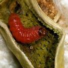 A pink caterpillar inside a cotton boll