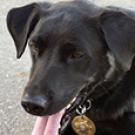 Photo: Charlie K-9 mugshot