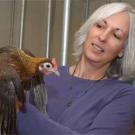 Photo: woman holding chicken
