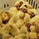 Numerous baby chicks in a plastic basket