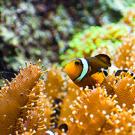 Clown fish in vegetation