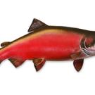A coho salmon image with no background