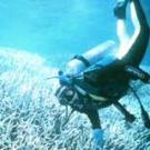 Underwater photo of diver in coral reef.