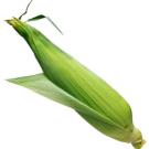 photo: ear of corn