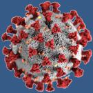 Novel coronavirus molecular structure