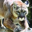 Mountain lion