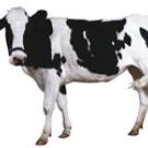 picture of a black and white dairy cow