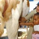 photo of little girl looking at cow's milking apparatus while vet student looks on