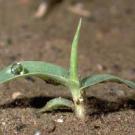 Photo: smooth crabgrass seedling