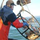 Photo: Man hauling crabs up in a basket