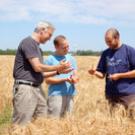 Professor Jorge Dubcovsky, left, Assaf Distelfeld, center, and Cristobal Uauy assess their wheat project. Distelfeld formerly worked on the project long-distance from Israel. He has since joined UC Davis as a postdoc, joining Uauy in Dubcovsky&#2013266048