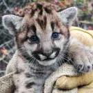 Photo: Mountain lion cub
