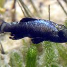 Photo: pupfish swimming