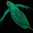 Photo: water flea greatly enlarged