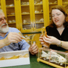 Christyann Darwent, right, examines a specimen with Peter Schulz, a research associate in Darwent&Atilde;s lab who has amassed the largest collection of California fish skeletons &Atilde; all at UC Davis. Darwent&Atilde;s research interests are in animal sk
