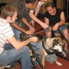 Chelsea waits patiently as mechanical engineering students, from left, Nelson Dichter, Jay Panchal, Blake Summers and David Shira make adjustments to the physical therapy device they created to help disabled dogs learn to walk again.