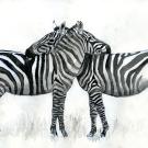 Zebra drawings