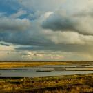 Flooded Central Valley rice fields