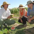 Photo: man in hat showing watermelon to two women in hats in garden
